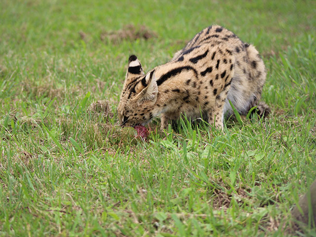 George Wildlife Park 2026 7 ld