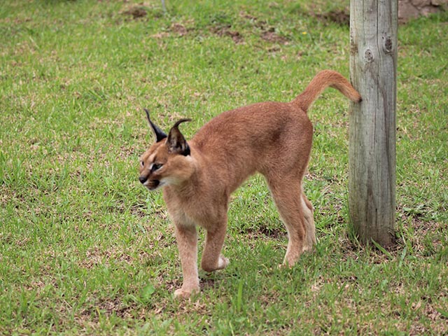 George Wildlife Park 2026 8 ld